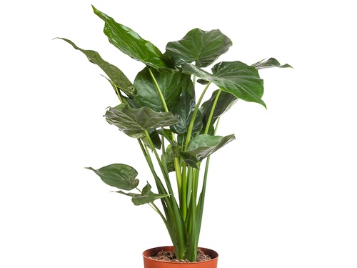 Alocasia cucullata: tropisch geluk